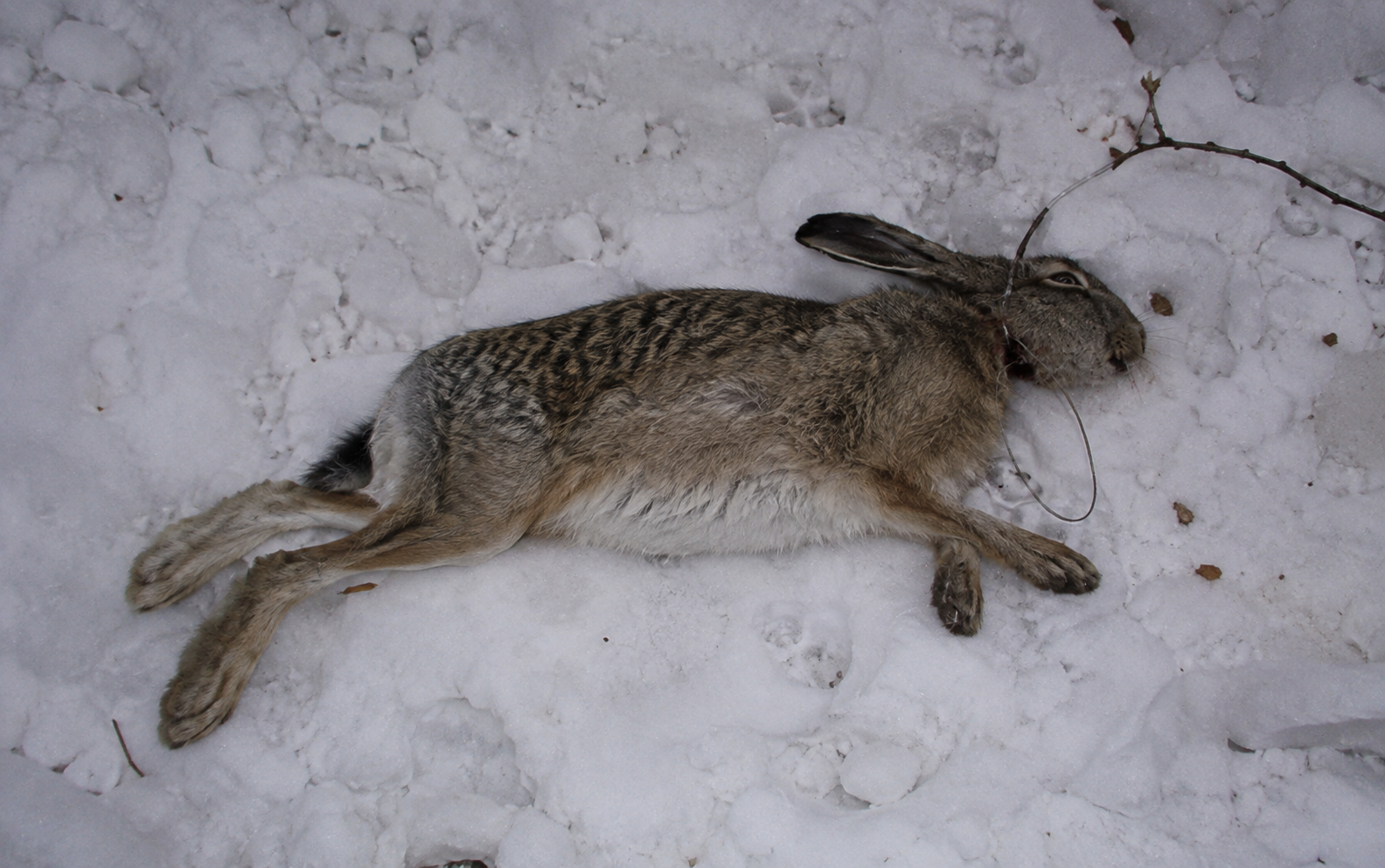 A snowshoe hare, still, caught in a wire snare, blood on white snow